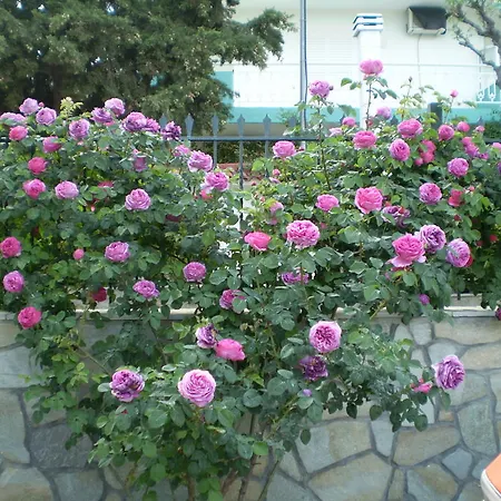 Apartmán Pavloudis