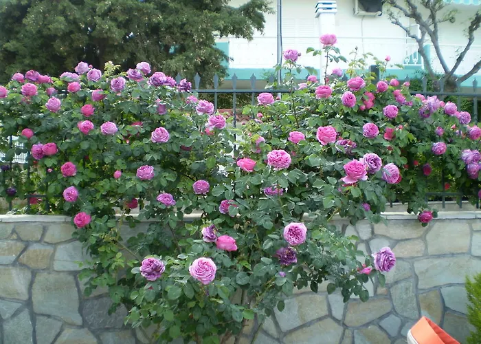 Apartamento Pavloudis